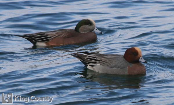 Photo of American And Eurasian Wigeons - Anas americana